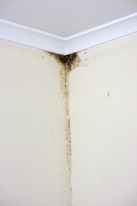 Mold Damage Tucson Contractor